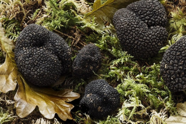 Truffe noire